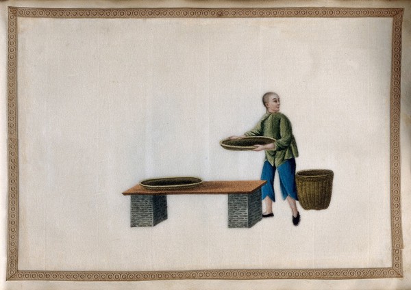 A boy lays shallow baskets of tea leaves on a low table, for initial withering (?), or drying. Painting by a Chinese artist, ca. 1850.