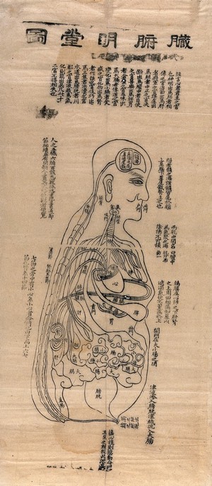 view Profile view of human body, showing intestines and main organs. Woodcut by a Chinese artist.