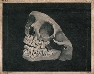 view Jaw and part of skull of an animal. Engraving by I. Parks after G. Kirtland, 1805.