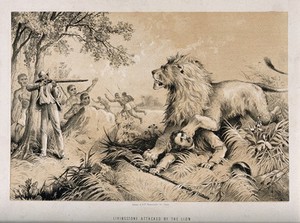 view David Livingstone attacked by a lion in Africa. Lithograph.