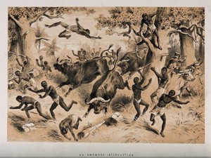 view David Livingstone and his followers attacked by buffaloes. Lithograph.