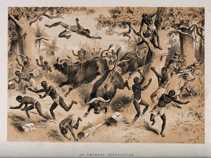 David Livingstone and his followers attacked by buffaloes. Lithograph.