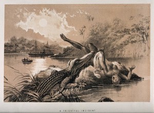 view A woman attacked by a crocodile emerging from the water, in central Africa. Lithograph, 1874.