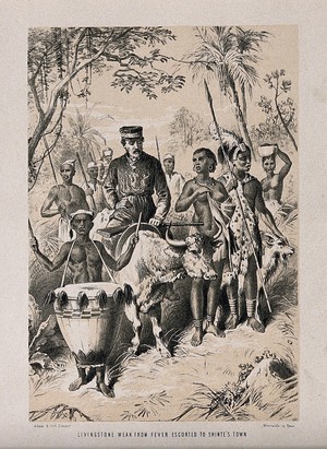 view David Livingstone, suffering from fever, going through the African jungle to Shinte on the back of an ox. Lithograph.