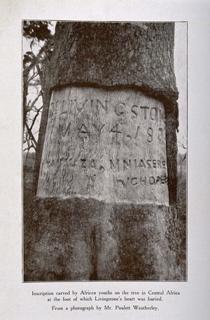 view Tree in central Africa where David Livingstone's heart is buried, showing the inscription bearing his name. Copy photograph after original photograph by P. Weatherley.