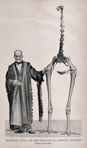 Richard Owen standing next to the skeleton of the Dinornis maximus (the extinct  New Zealand moa). Halftone after J. Smit after a photograph.