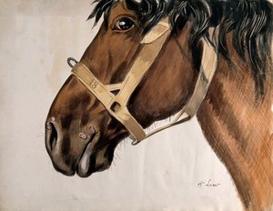 view Head of a horse in profile, with raised sores near his nostrils and his mouth. Watercolour by Henri Loubat.