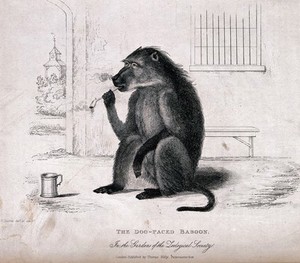 view A baboon sitting on the ground with a smoking pipe and tankard. Etching with stipple by W. Panormo after himself.