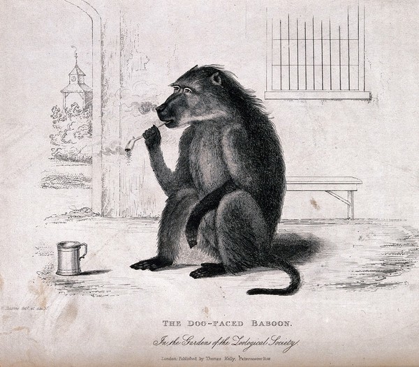 A baboon sitting on the ground with a smoking pipe and tankard. Etching with stipple by W. Panormo after himself.