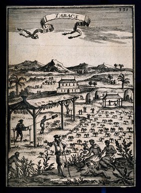 A tobacco plantation in the Caribbean islands, with black workers and a white overseer. Engraving, 1683.