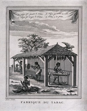 view Tobacco plantation workers curing and preparing tobacco under a shelter. Engraving, mid-18th century.