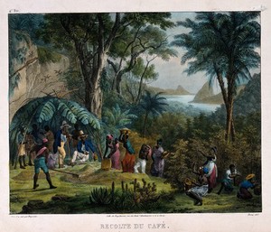 view Workers harvesting the crop on a coffee plantation. Coloured lithograph by Deroi, c. 1850, after J. M. Rugendas.