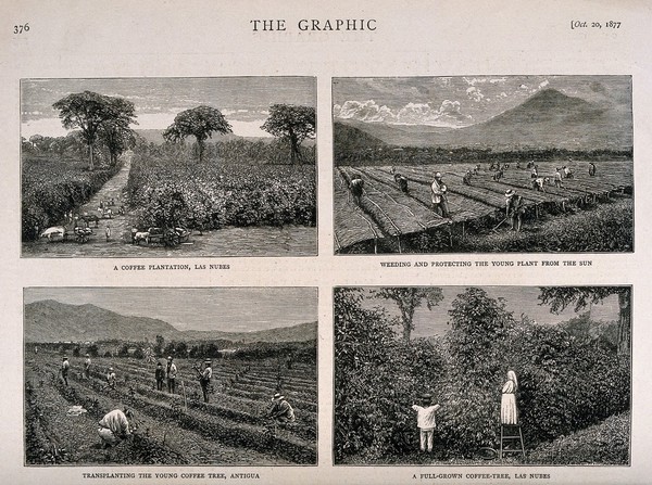 Work on a coffee plantation in Guatemala. Wood-engravings by G. Andrews, 1877, after E. Muybridge.