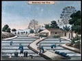 view A tea plantation in China: workers sow the seed. Coloured lithograph.