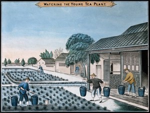 view A tea plantation in China: workers water the young plants. Coloured lithograph.