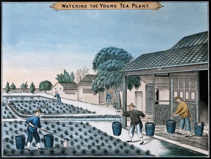 A tea plantation in China: workers water the young plants. Coloured lithograph.