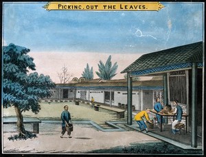 view A tea plantation in China: workers grade the tea leaves by hand. Coloured lithograph.