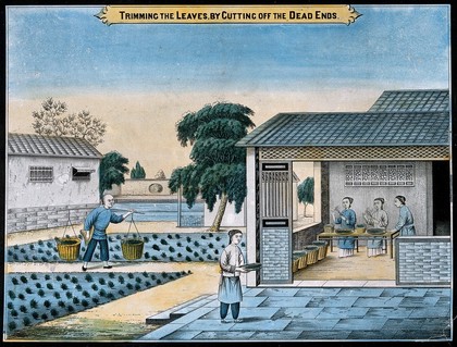 A tea plantation in China: workers trim the harvested tea leaves. Coloured lithograph.