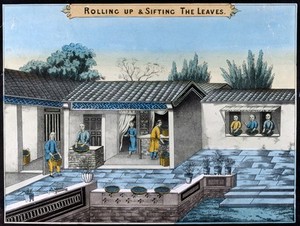 view A tea plantation in China: workers roll up and sift the tea leaves. Coloured lithograph.