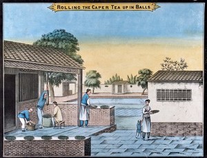 view A tea plantation in China: workers roll the caper tea into balls. Coloured lithograph.