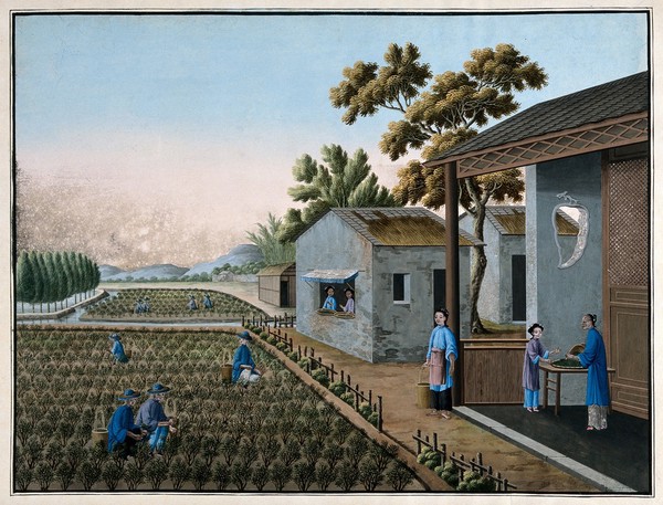 A tea plantation in China with women picking and sifting tea leaves. Gouache painting with oxidization.