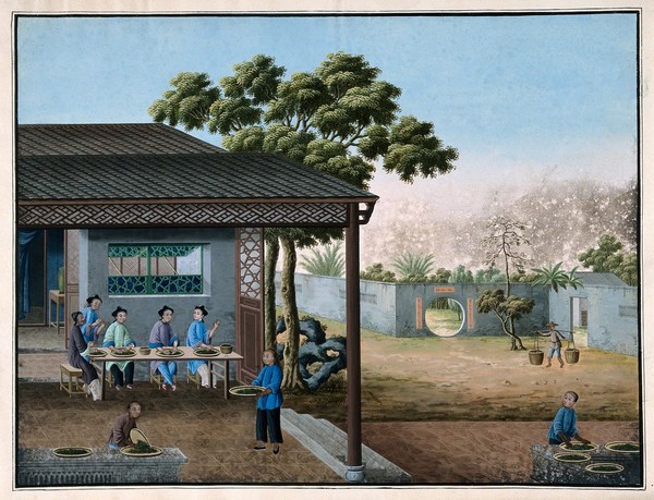 A tea plantation in China with workers rolling and sifting tea leaves. Gouache painting with oxidization.