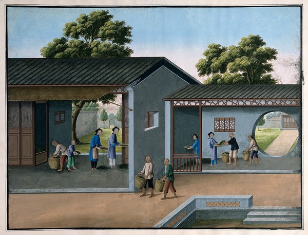 A tea plantation in China with workers sifting tea leaves. Gouache painting with oxidization.