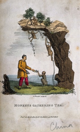 Monkeys gather tea leaves for a Chinese man waiting with a bowl. Coloured etching by A. Freschi, c. 1812.