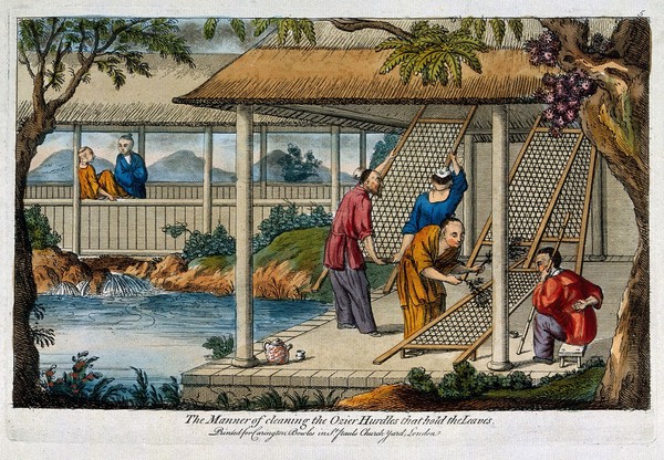 A Chinese tea plantation with workers cleaning the racks on which the leaves are laid. Coloured etching, early 19th century.
