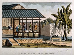 view A tea plantation in China: workers tread the tea in baskets. Coloured aquatint, early 19th century.