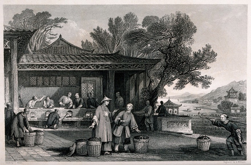 A Chinese tea plantation with workers carrying and firing the tea. Engraving by A. Willmore, c. 1843, after T. Allom.