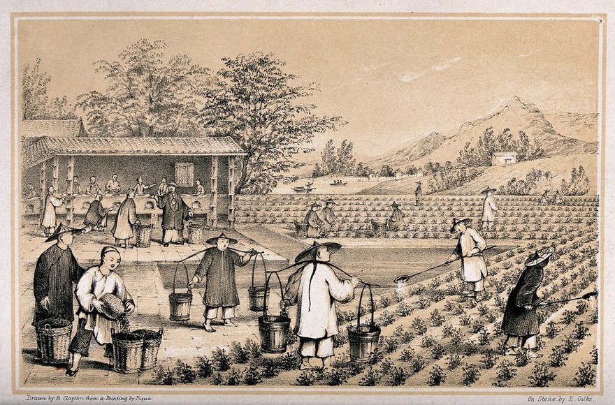 A Chinese tea plantation with workers watering, picking and firing the tea. Lithograph by E. Gilks, c. 1850, after B. Clayton after Piqua.