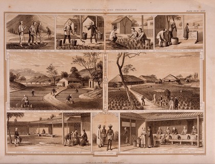 Nine scenes showing tea cultivation and preparation on an Indian plantation. Engraving by T. Brown, c. 1850, after J. L. Williams.