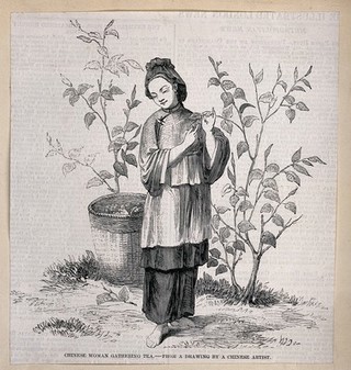 A Chinese woman picking tea leaves. Wood engraving, 1857, after a pen and ink drawing.