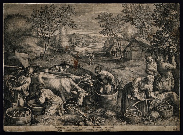 A pastoral scene showing the picking, treading and transporting of grapes in an ox-cart; representing autumn. Engraving by R. S., 16th century, after F.G. Bassano.