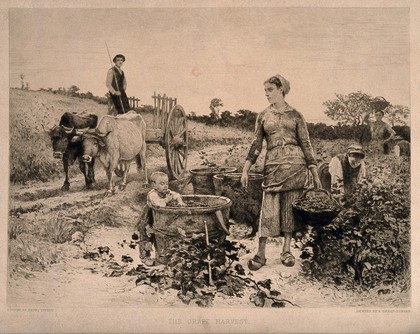 A pastoral scene with women picking grapes and a man on an ox-cart. Etching by H. Lepind after E. Debat-Ponsan, 1886.