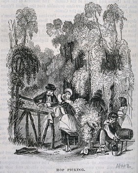 Hop pickers at work. Wood-engraving, c. 1842 (?).