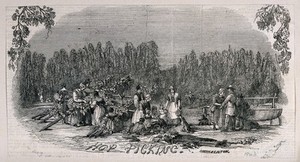 view Hop pickers at work. Wood-engraving, c. 1843 (?).