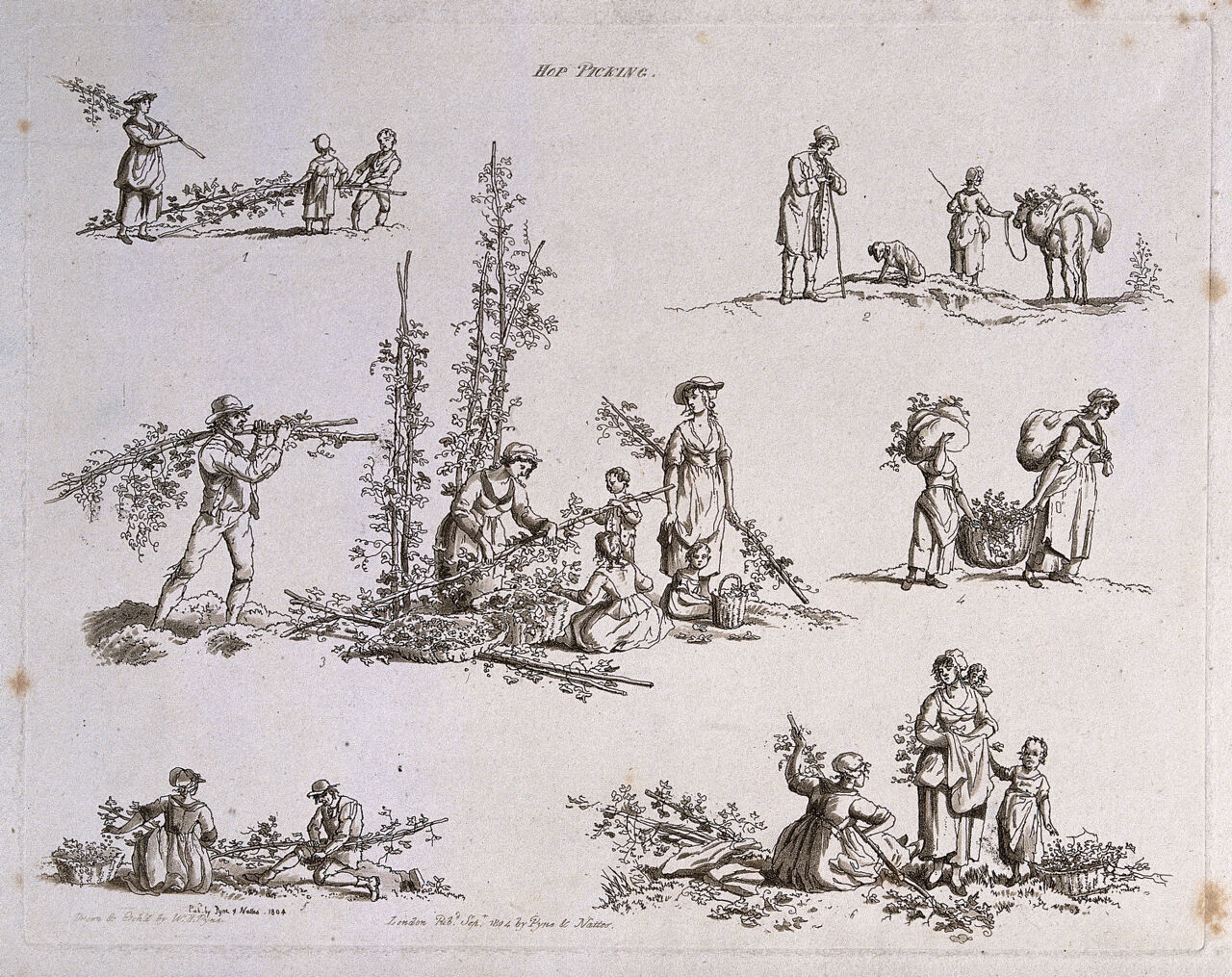 Hops being cut down and harvested: six scenes. Sepia aquatint by W.H. Pyne, ca. 1804., September 1804, by William Henry Pyne