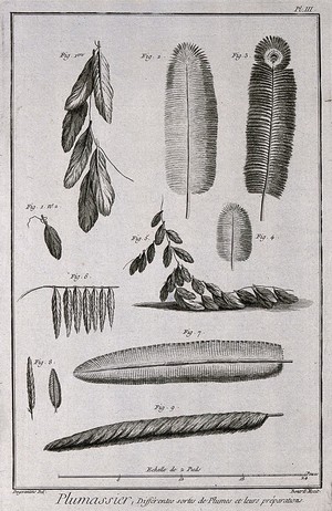 view A variety of plumes. Engraving by R. Bénard after Degerantins.