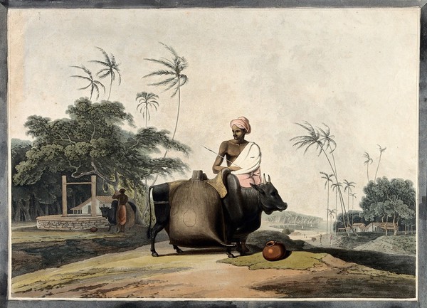 Two domesticated Asian water-buffalo being loaded up to carry water from a well in India. Coloured aquatint after S. Daniell.