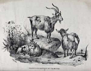 view A group of goats, with the billy goat standing on a rock above the nanny goat and the kids. Chalk lithograph by V. J. Adam.