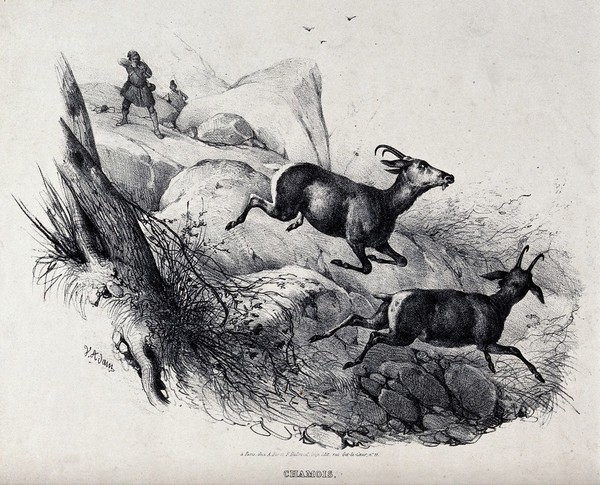 Two chamois bucks taking flight from a huntsman in the mountains. Chalk lithograph by V. J. Adam.