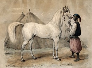 view Nidjb, a horse from Muscat (Oman) presented to King Louis Philippe of France, held by an African man. Coloured chalk lithograph by V.J. Adam, 1847.