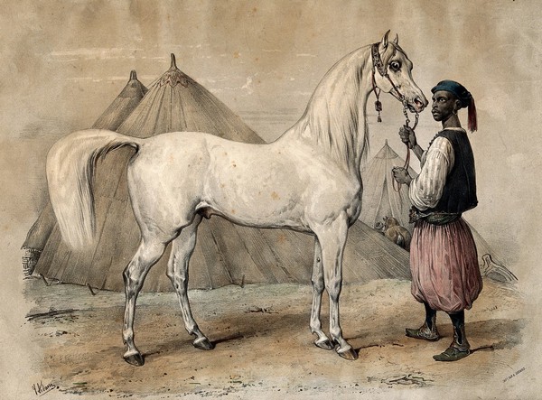 Nidjb, a horse from Muscat (Oman) presented to King Louis Philippe of France, held by an African man. Coloured chalk lithograph by V.J. Adam, 1847.