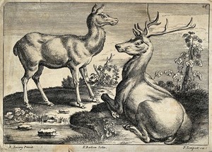 view A stag and a doe are resting on the shore of a pond near a vine. Etching by F. Barlow after R. Savery.