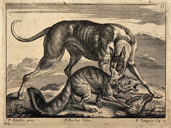 A hunting dog is biting a fox which in turn is killing a bird. Etching by F. Barlow after F. Snyders.