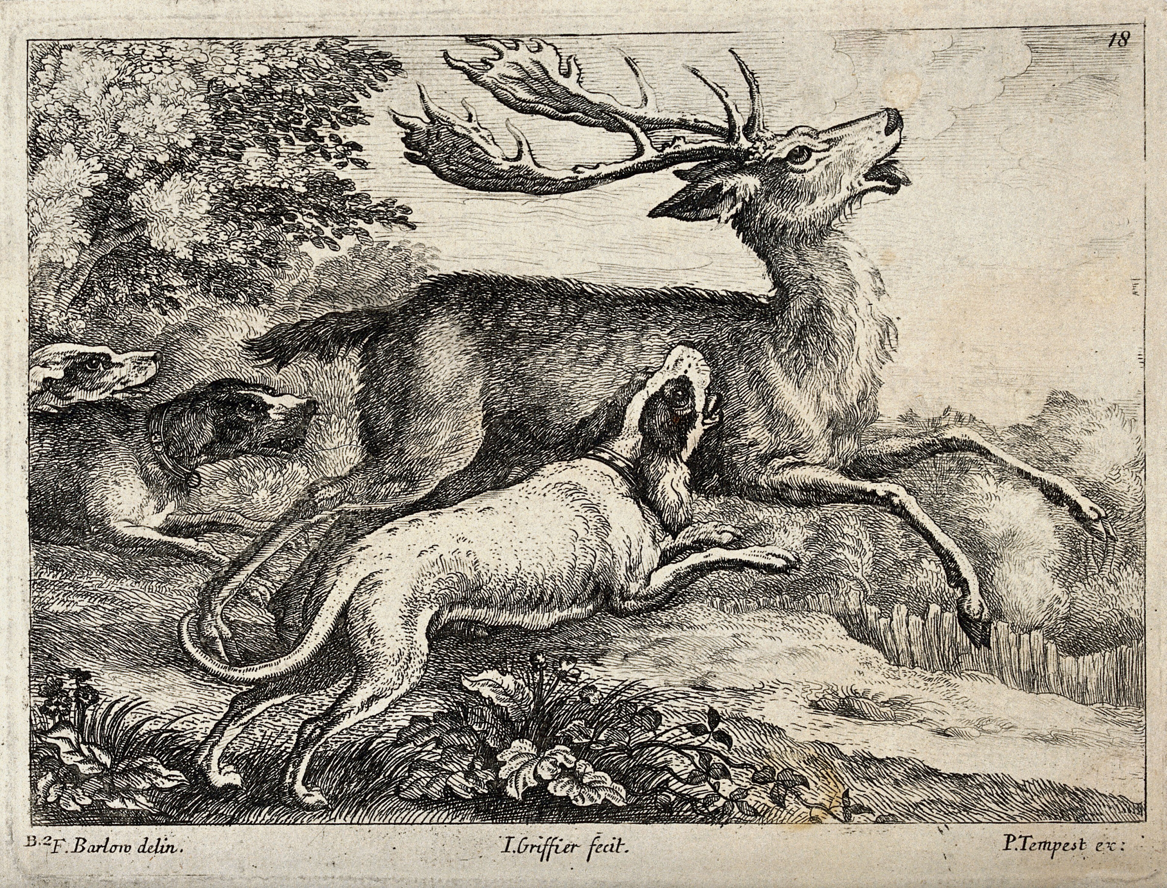 A pack of dogs is attacking a running stag. Etching by I. Griffier after F. Barlow.