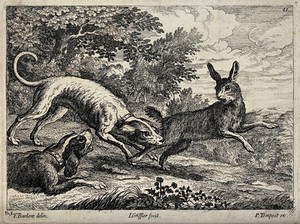 view A hare is bitten by a dog in its hind leg while another dog is growling at it. Etching by J. Griffier after F. Barlow.