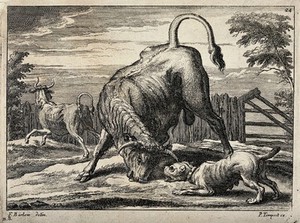 view A bull and a bulldog are about to attack each other in an enclosure while another bull is running away. Etching by F. Barlow.